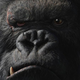 Illustration for article titled Fox Animation to tell King Kongs side of the story, finally